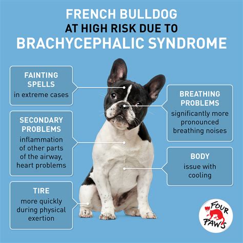 By doing so, they can largely reduce the chance of passing over genetic diseases that may affect the French Bulldog lifespan