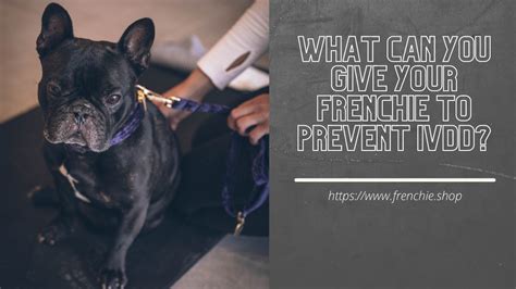  By doing so, you can help your Frenchie prevent undesirable health problems