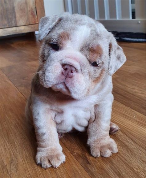  By embracing a healthier, more athletic look they are able to ensure that each and every English Bulldog Puppy for sale by Bruiser Bulldogs is supported by a platform of health tested, clean genetics