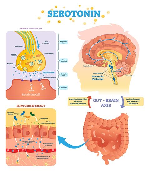  By encouraging the release of serotonin production in the gastrointestinal tract it helps regulate gut motility so digestion works more efficiently and reduces symptoms like vomiting or diarrhea