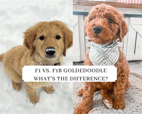  By generation we mean f1 versus f1b: F1 Goldendoodle puppies have one Poodle parent dog and one Golden Retriever parent dog