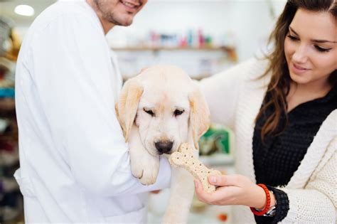  By having a good relationship with a veterinarian, the breeder is showing that they are invested in the wellbeing of their dogs