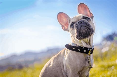  By keeping these factors and the size in mind, you can get your French Bulldog a suitable collar