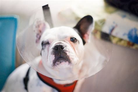  By knowing about health concerns specific to French Bulldogs, we can tailor a preventive health plan to watch for and hopefully prevent some predictable risks