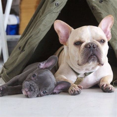  By months you can move to two meals daily as your Frenchie matures and ready to conquer the world! For an adult French Bulldog with normal weight of 25 lbs baseline we would recommend calories per day