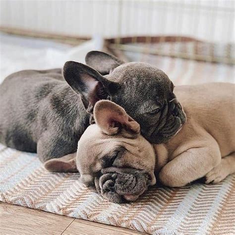  By owning and caring for our own babies we know the connection and joy that frenchies give to their new parents