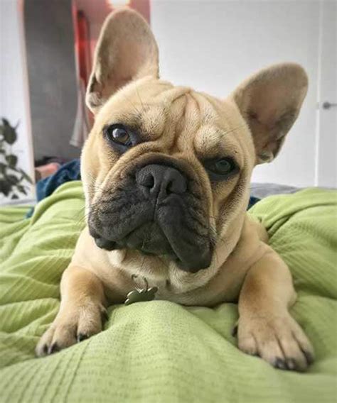  By staying on top of their vaccinations, dental care, and routine check-ups, you can help ensure that your French Bulldog lives a long and healthy life