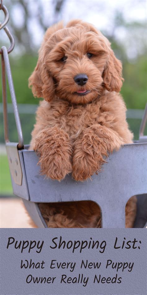  By stocking up on the items on my Essential Goldendoodle Puppy Shopping List before bringing home a Goldendoodle puppy, you will have everything you need, and your time and energy can be dedicated to spending time with your new furry bundle of joy