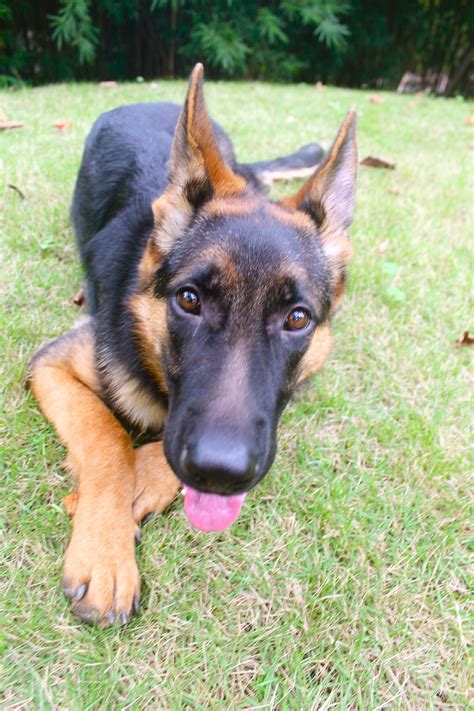  By the age of 7 months, most German Shepherd Puppies have finished cutting their teeth