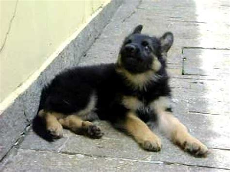  By the end of this week German Shepherd puppies are ready to leave their mothers and move into their new homes for good