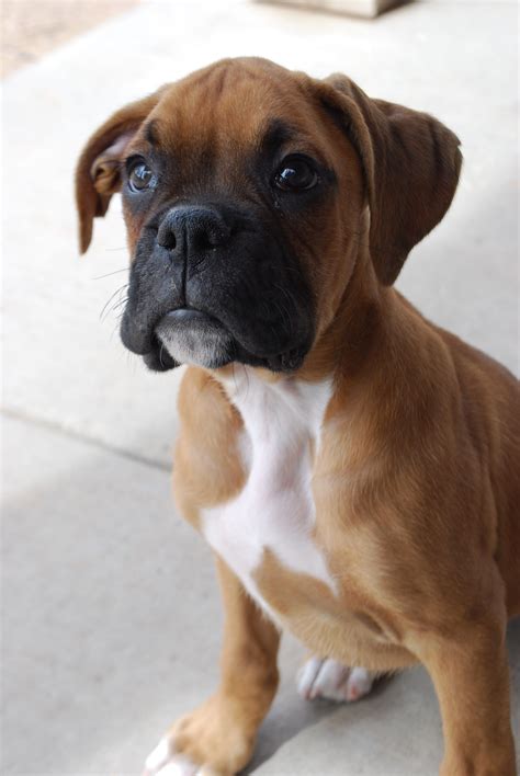  By the time they are 4 weeks old, Boxer puppies gain teeth and also develop a sense of hearing and open their eyes