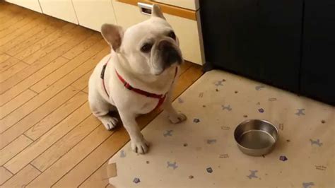  By this stage, your French Bulldog is ready to get into an eating routine that they will continue on for the rest of their happy, little chubby lives, barring no serious medical ailments later on in life
