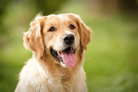  By understanding the Golden Retriever characteristics—retrieving, playful, joyful, active—we have insight into the Goldendoodle