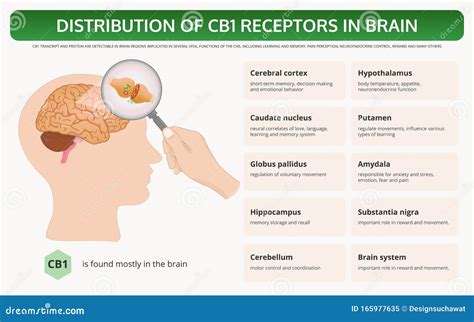  CB1 receptors are abundant in the brain and central nervous system, and they are involved in regulating mood and emotions