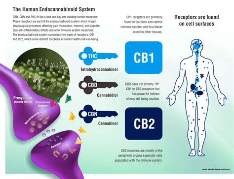  CB2 Cannabinoid Receptors: The second type of cannabinoid receptors found in cats and dogs is primarily concentrated in the immune and nervous systems