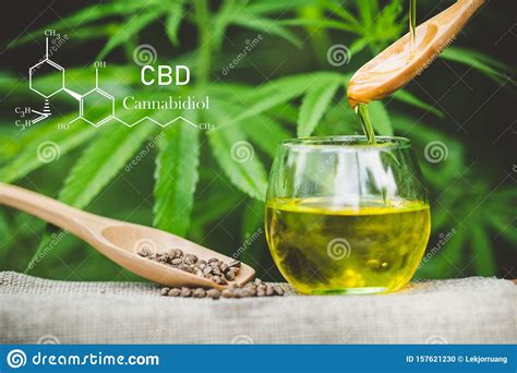  CBD Cannabidiol oil is a natural substance extracted from the hemp plant