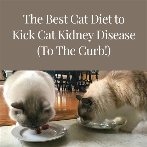  CBD For Cats With Kidney Disease Cats start drinking large quantities of water for a wide range of reasons, including a dry diet, kidney disease, diabetes, and more