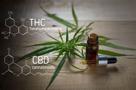  CBD also helps to slow down the growth of cancer cells in pets
