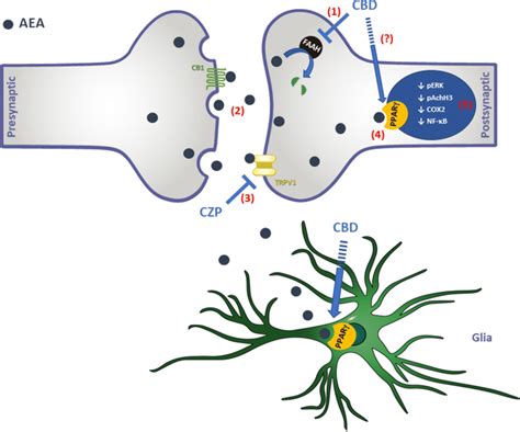  CBD also may interact with other receptor systems such as the TRPV, adenosine reuptake inhibitor, and PPAR in the inflammatory cells or neurons, based on in vitro and in vivo assessments in humans and rodents 