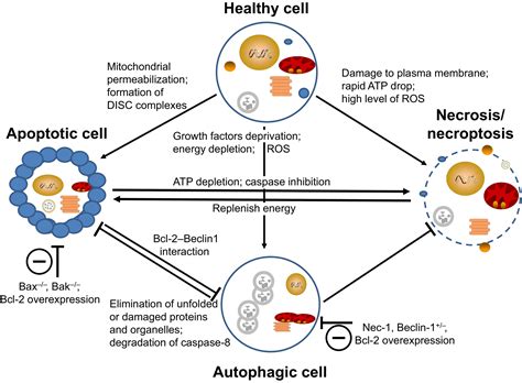  CBD and Apoptosis Cell death is part of life