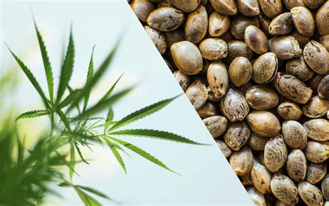  CBD can be derived from two types of cannabis plants: marijuana and hemp
