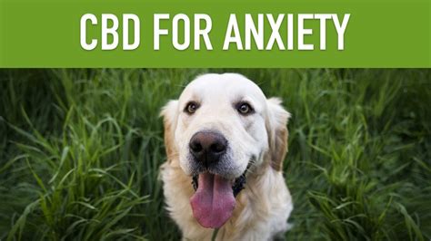  CBD can help anxious dogs settle into happier routines both situationally and over the long term