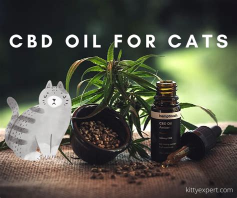  CBD can help cats with anxiety to feel calmer We all know that our kitties can be averse to supplements! Fortunately, there are a number of options to choose from