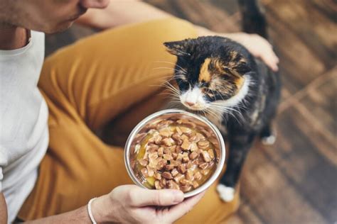  CBD can help cats with poor appetite or weight loss start eating again quickly
