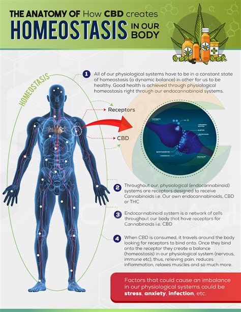  CBD can help the body rebalance to homeostasis by stimulating the endocannabinoid system