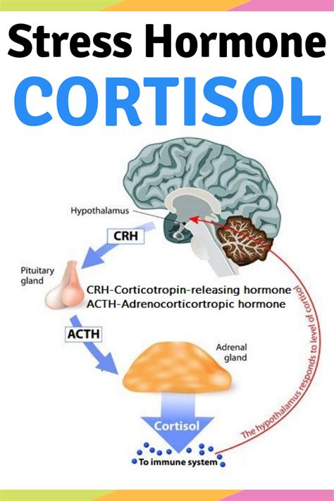  CBD can reduce and regulate the production of cortisol, a stress hormone that is responsible for settling anxiety