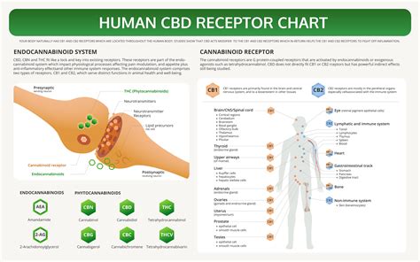  CBD can support normal brain function