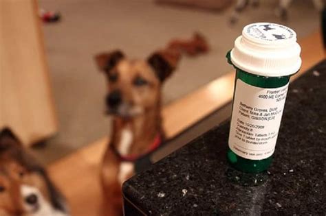  CBD does not act like a sedative, it just helps your pet stay calm