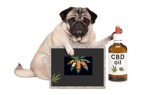  CBD does not replace veterinary care or treatment
