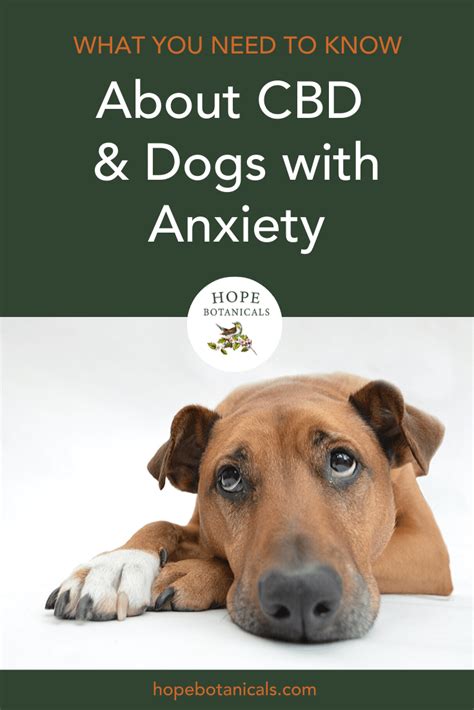  CBD for Dog Anxiety can help with both issues