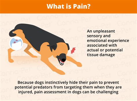  CBD for Pain Do you know how to tell if your dog is in pain? Dogs are notorious for hiding their discomfort, a trait they inherited from their wild ancestors