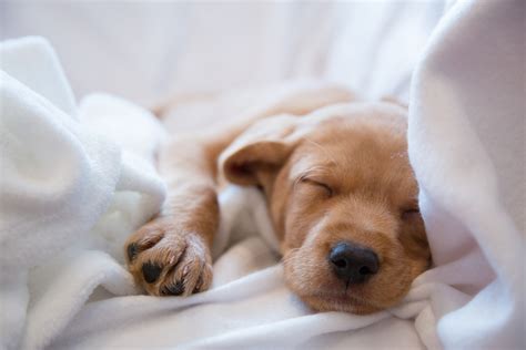  CBD for Puppies to Sleep You may be thinking, "my adult dog sleeps just fine, but my new puppy is driving me nuts! Puppies naturally wake up more at night and tend to cry when alone