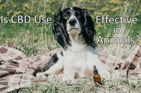  CBD for animals works the same in different species