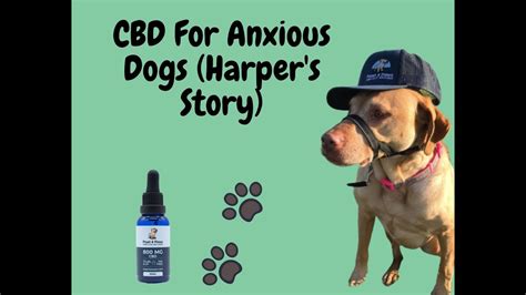  CBD for anxious dogs can be utilized in a variety of situations, and can be used daily or situationally, as needed