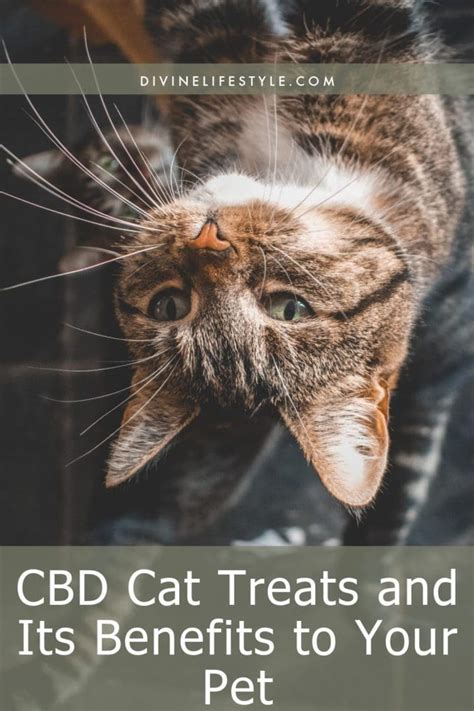  CBD for cats can help to interrupt the growth and spread of cancer cells by promoting homeostasis
