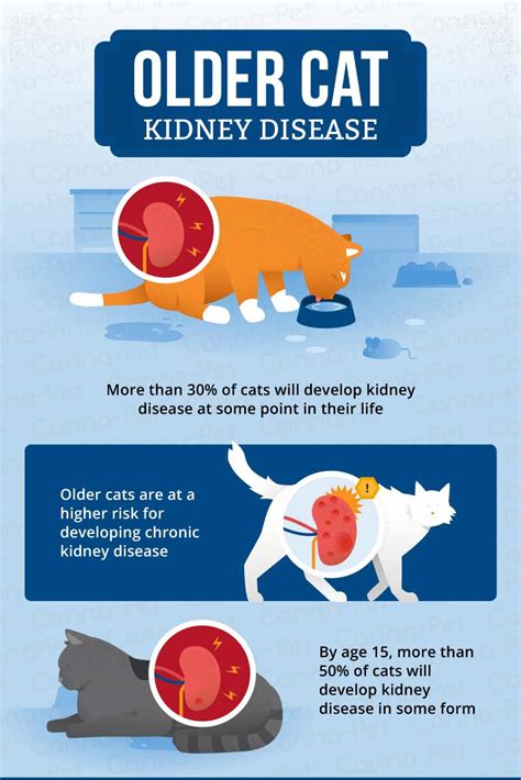 CBD for kidney disease CBD may aid cats with kidney disease by reducing unpleasant symptoms like nausea