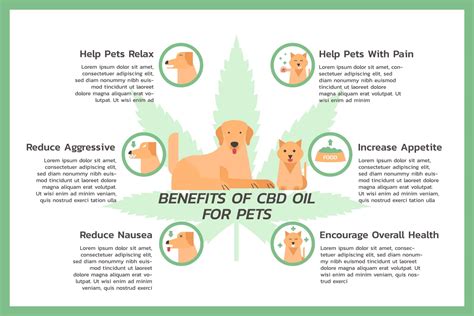  CBD has been reported to help reduce pain symptoms in dogs, according to numerous dog owners