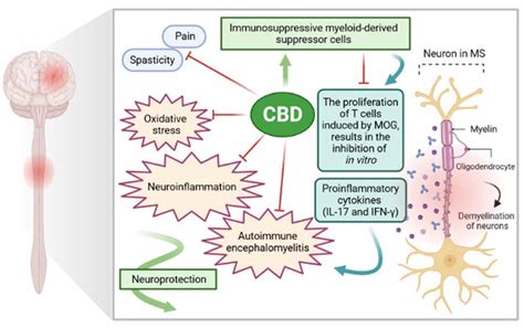  CBD influences receptors responsible for managing pain perception and inflammation
