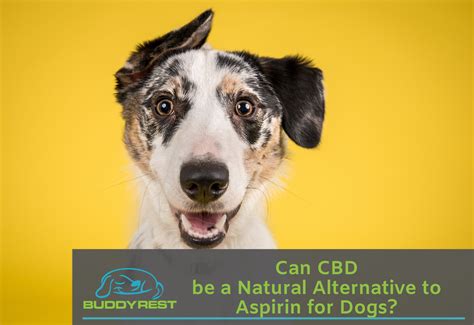  CBD is just a natural alternative to relieve some mild symptoms your dog may be experiencing