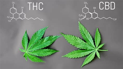 CBD is not the only compound in the hemp plant — there are other cannabinoids in the plant like cannabinol, cannabigerol, and of course, trace amounts of tetrahydrocannabinol, or THC