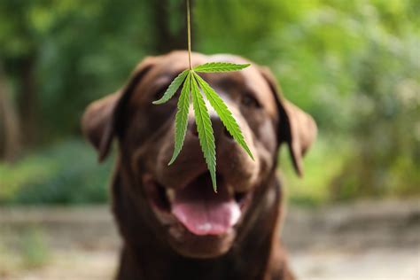  CBD might make your dog seem more relaxed, and it might even make them a little sleepy