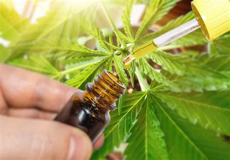  CBD oil, known also as cannabidiol, is extracted from the hemp plant