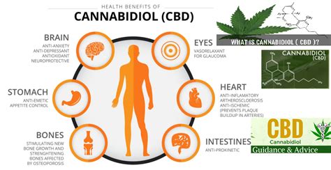  CBD oil has anti-inflammatory properties and other compounds that help regulate the inflammation response system