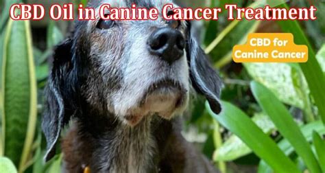  CBD oil has shown promise in canine cancer treatment due to its potential to: Reduce tumour growth: Research indicates that CBD can inhibit the growth of cancer cells and induce apoptosis or programmed cell death