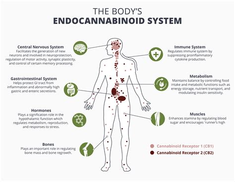  CBD oil interacts with the endocannabinoid system ECS , thus supporting a state of health and balance
