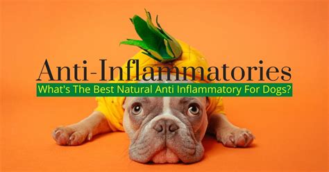  CBD oil is an anti-inflammatory medication that can help with your dog
